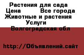 Растения для сада › Цена ­ 200 - Все города Животные и растения » Услуги   . Волгоградская обл.